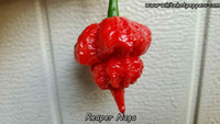 Reaper Naga - Pepper Seeds - White Hot Peppers